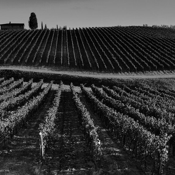 grape fields